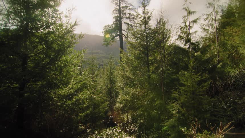 Sunlight filters through a dense evergreen forest as the camera tilts up from the undergrowth