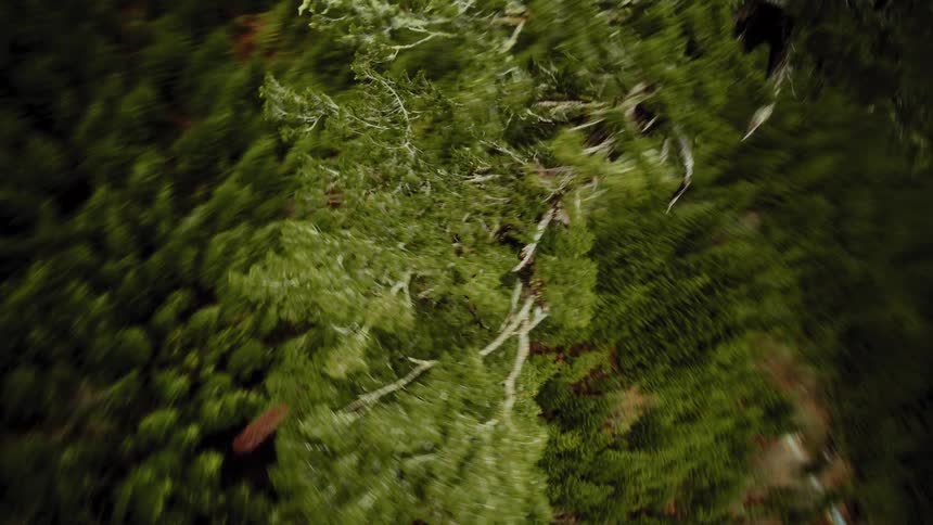 An exhilarating aerial dive circles a magnificent, solitary ancient tree standing tall in a dense mountain forest