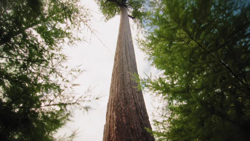 A low-angle shot tilts up the massive trunk of a giant ancient tree, revealing its towering height against the sky
