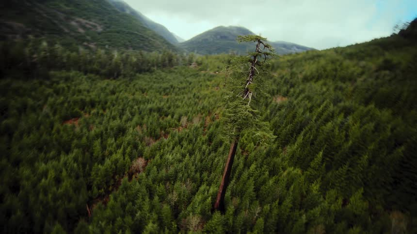 Vertical aerial shot orbits a solitary tall evergreen tree standing out in a dense mountain forest