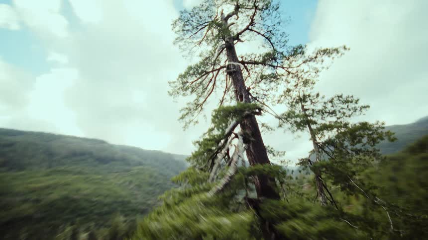 An exhilarating aerial perspective spins around a solitary tall tree in the heart of a vast mountain wilderness