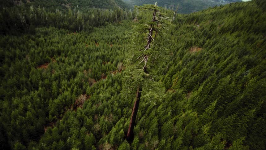 A dizzying aerial plunge from a top-down view reveals a singular, massive tree standing tall in a dense forest valley