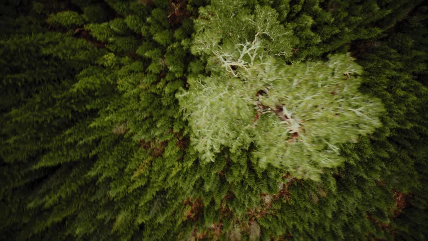 Dizzying aerial reveal of a singular tall ancient tree standing alone in a vast evergreen mountain forest