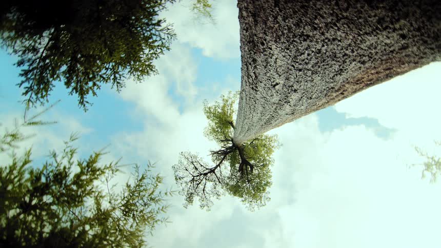 A slow, cinematic upward view of a towering tree against a cloudy blue sky