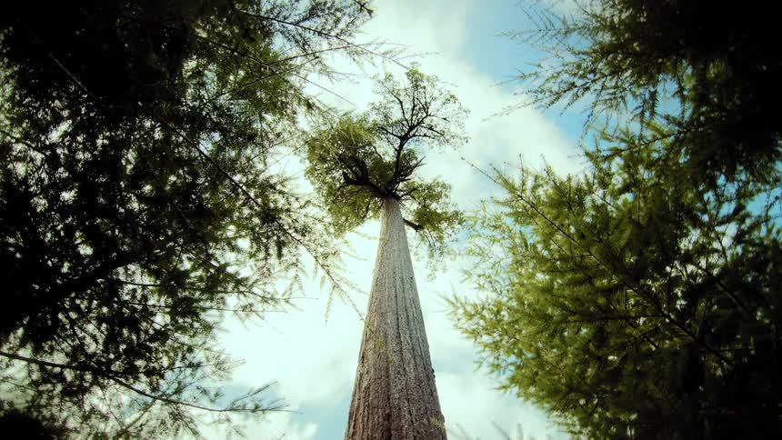 A towering evergreen tree reaches for the cloudy blue sky from a low-angle perspective in a lush forest
