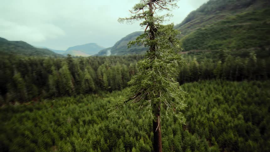 An aerial view orbits a massive old-growth tree before flying over the dense evergreen forest in a mountainous wilderness