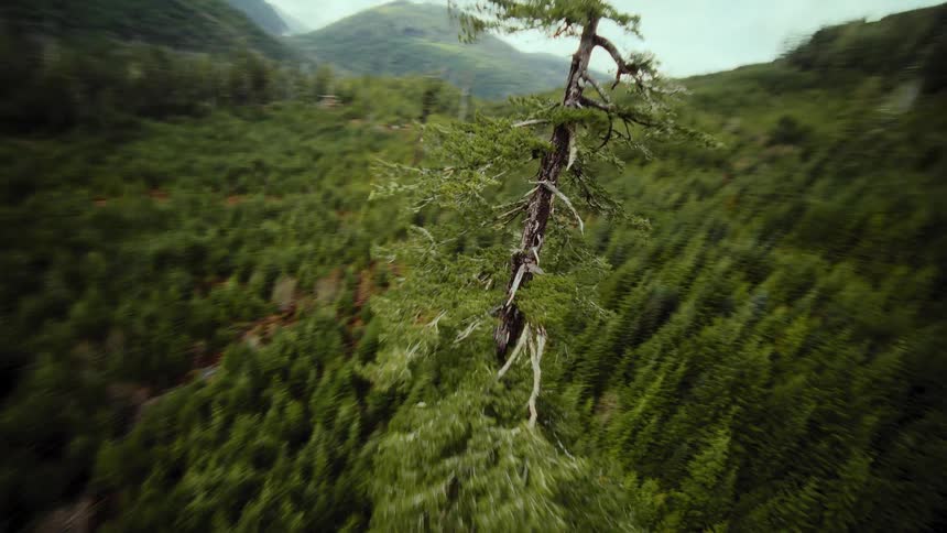 An epic aerial shot flies over a vast green forest, descending and circling a single tall, majestic tree on a mountainside