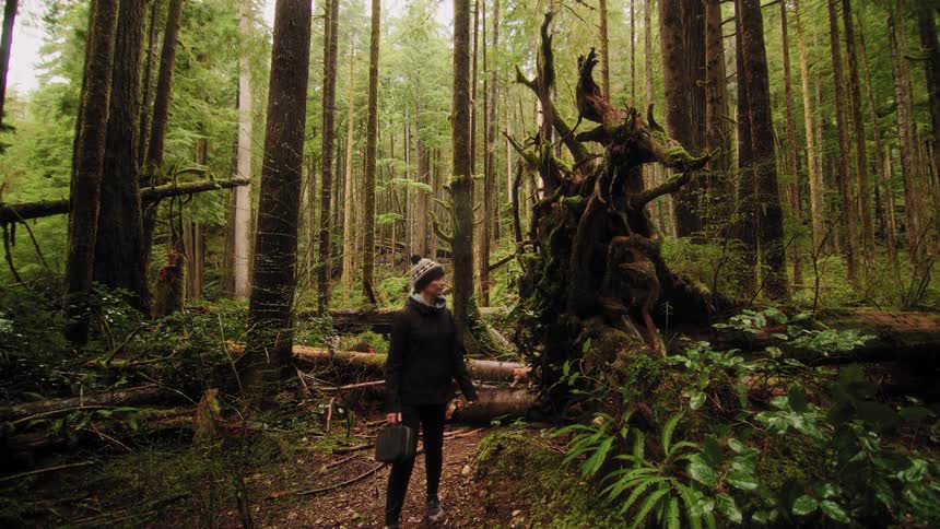 A woman in a winter hat explores a dense, mossy old-growth forest, stopping to admire an ancient, uprooted tree stump