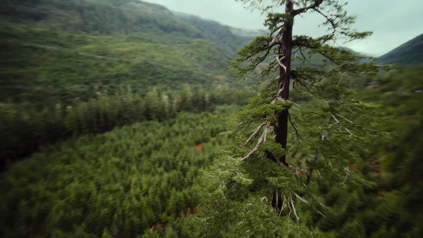 A thrilling aerial descent and orbit around a massive, singular tree standing tall in a dense, green mountain wilderness