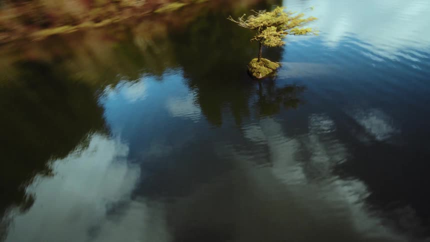 A dreamy aerial flight over a serene lake, circling a solitary tree growing from a submerged log with beautiful cloud reflections