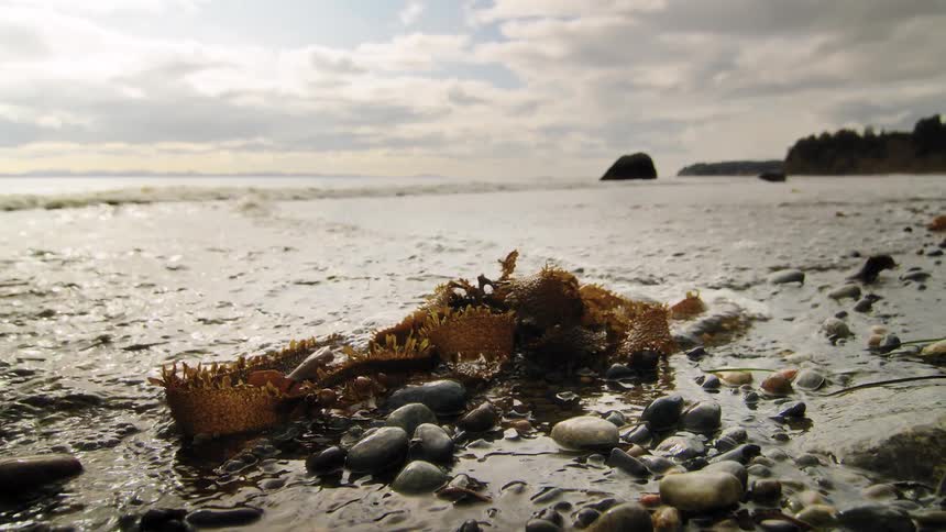 A low-angle close-up of seaweed washed ashore on a rocky beach as gentle ocean waves recede into the distance