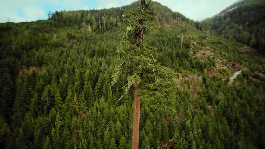 A sweeping aerial shot orbits a magnificent lone tree, a survivor amidst a replanted forest in a mountainous landscape