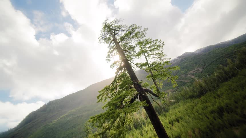 A slow aerial reveal of a lone, majestic evergreen tree standing tall in a sun-drenched mountain valley filled with new growth