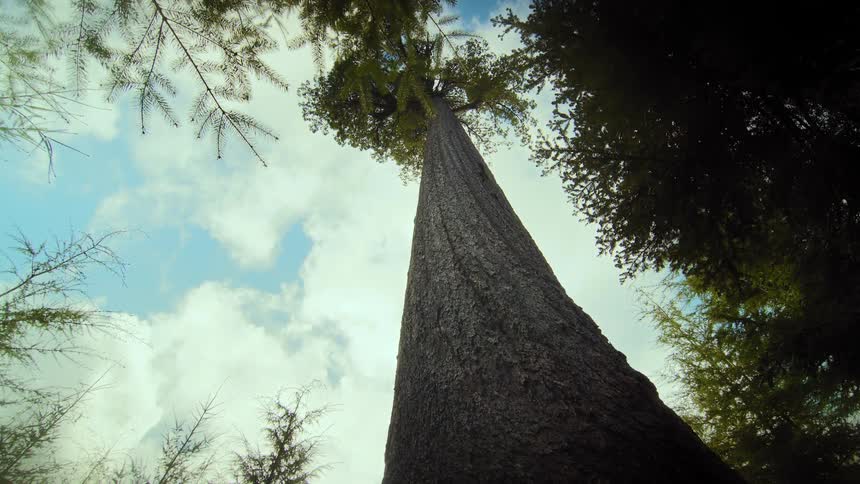 An awe-inspiring low-angle shot slowly pulls away from a massive evergreen tree trunk in a lush forest