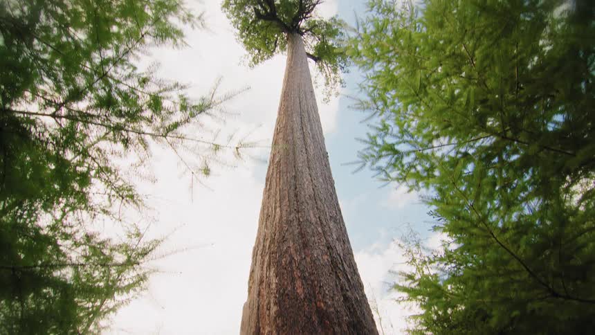 Awe-inspired woman touches the base of a colossal ancient tree in a lush forest as the camera pans up to its towering crown