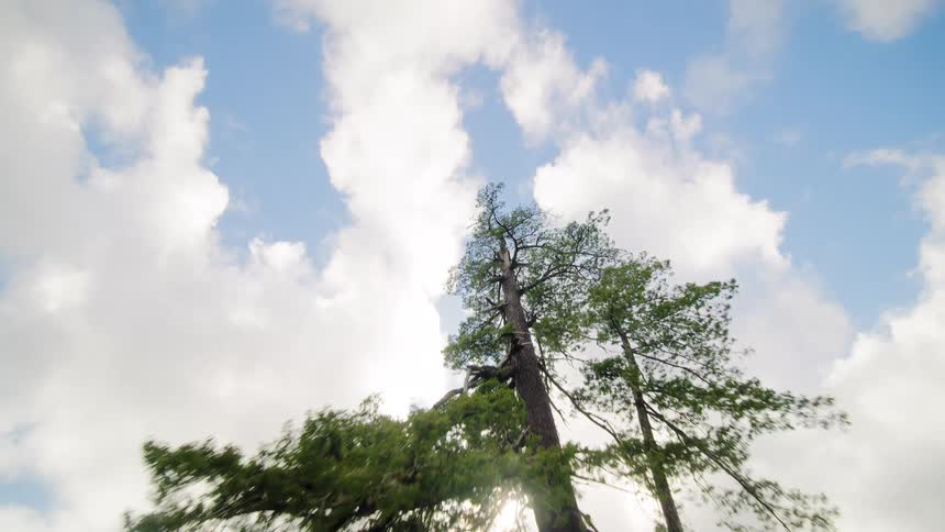 An immersive FPV aerial view flies over a dense forest before tilting up to reveal a majestic old growth tree against the sun and clouds