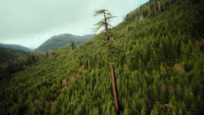 An aerial view reveals a single towering old-growth tree amidst a vast forest valley before spiraling dramatically downwards