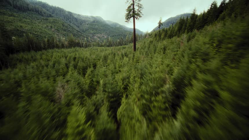 A fast-paced aerial view descends into a dense evergreen forest, then tilts up to reveal a single tall tree against the cloudy sky