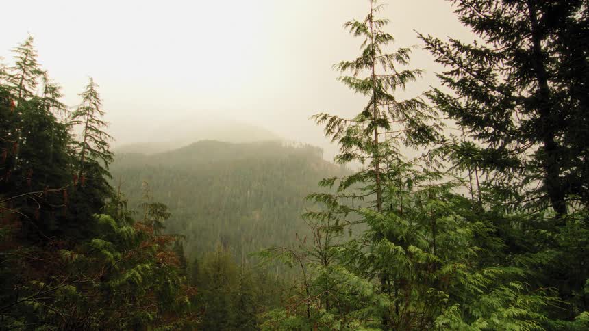 Evergreen trees frame a misty and atmospheric view of a dense mountain forest on a foggy day