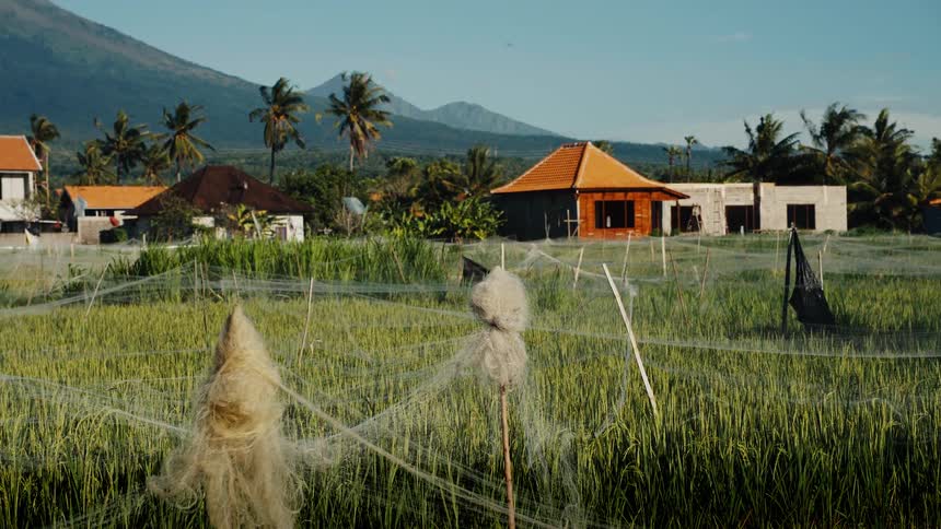 Scarecrows stand guard over a lush rice paddy field in a quiet village with majestic mountains in the background