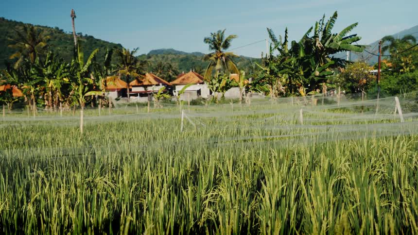A vibrant green rice paddy field under protective netting sways in the wind in a rural tropical setting with homes and mountains