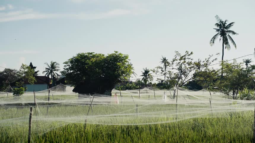 Protective netting covers a vibrant green rice paddy field in a peaceful rural village with palm trees swaying in the background