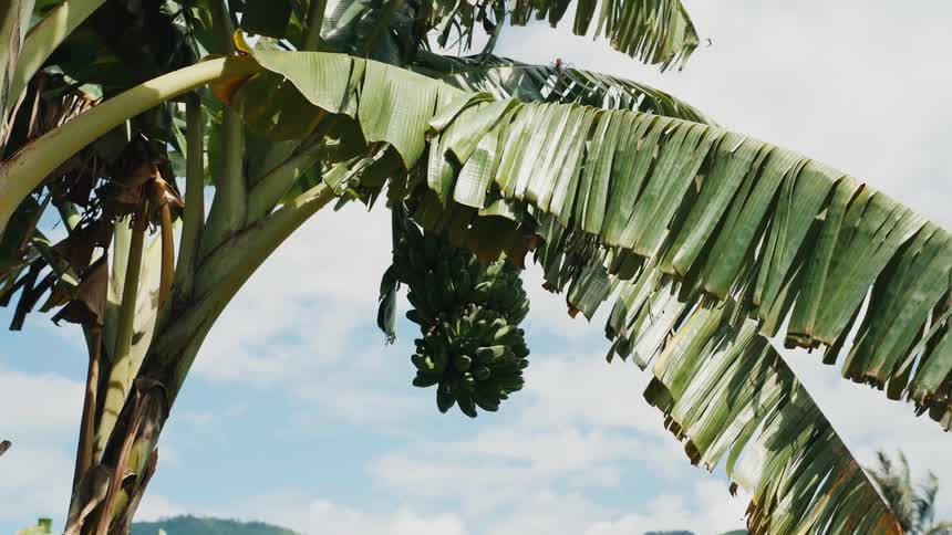 Low angle shot of unripe green bananas hanging from a banana tree with tattered leaves swaying in the breeze