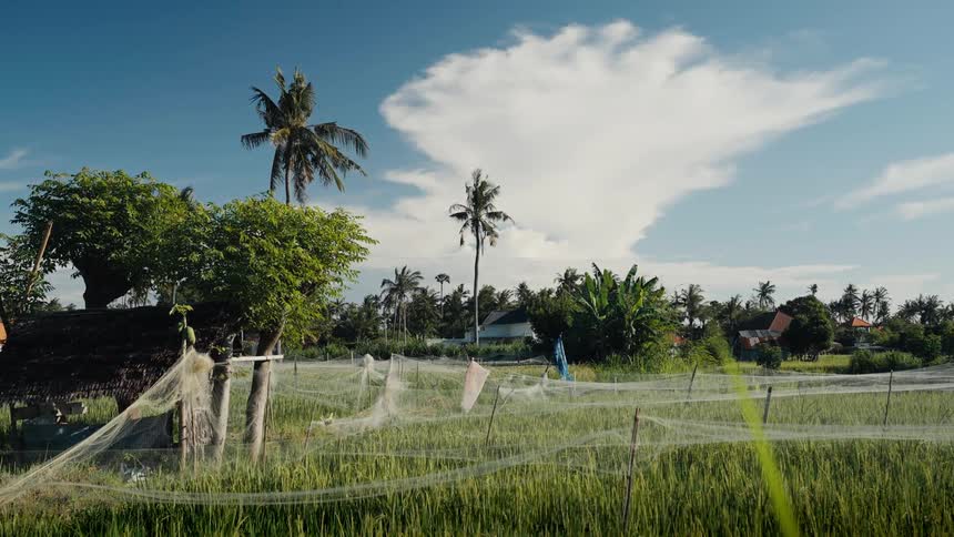 A tranquil view of a lush green rice paddy covered with protective netting in a tropical village with palm trees under a bright blue sky