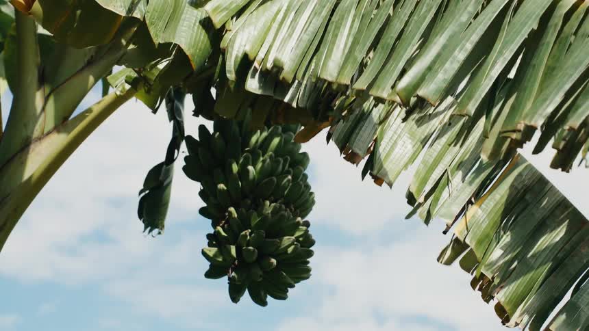 A bunch of green, unripe bananas hang from a tropical banana tree against a bright blue sky