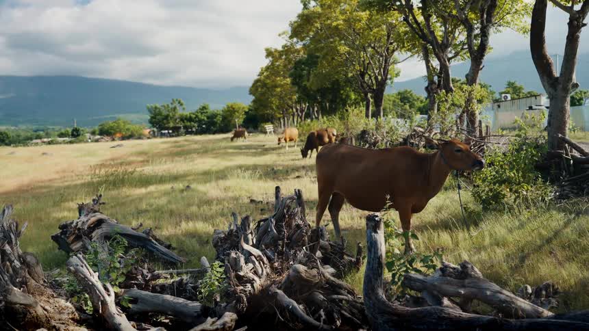 A brown cow stands tied to a post in a grassy pastoral field with mountains in the distance and tree roots in the foreground