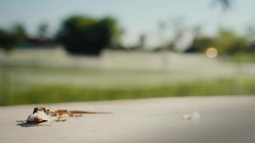 Close-up shot of a small brown lizard shedding and eating its skin on a sunny day with a green yard in the background