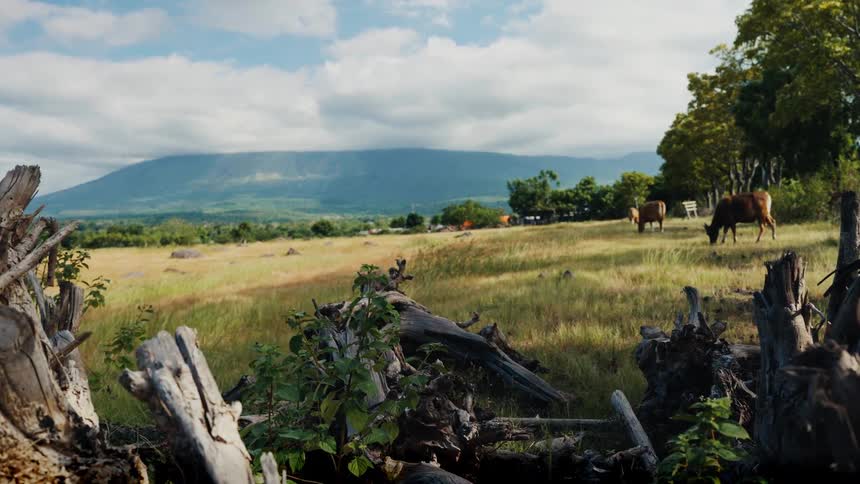 A slow slider shot shows cows grazing in a lush green savanna at the base of a large mountain, framed by fallen trees in the foreground