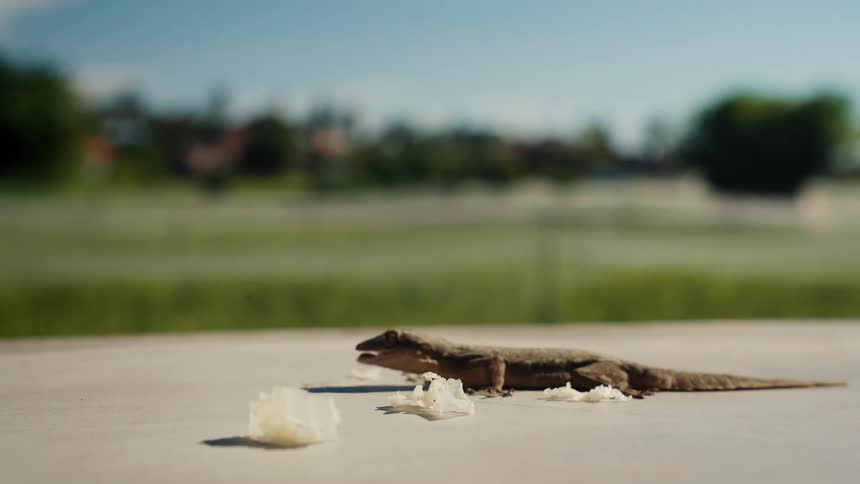 A small brown lizard cautiously eats leftover food scraps on a sunny outdoor surface in slow motion
