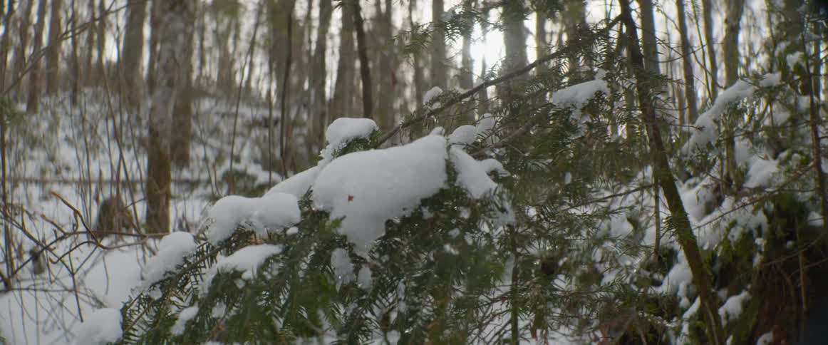 A close-up shot of a snow-covered pine tree branch sways gently in a quiet winter forest