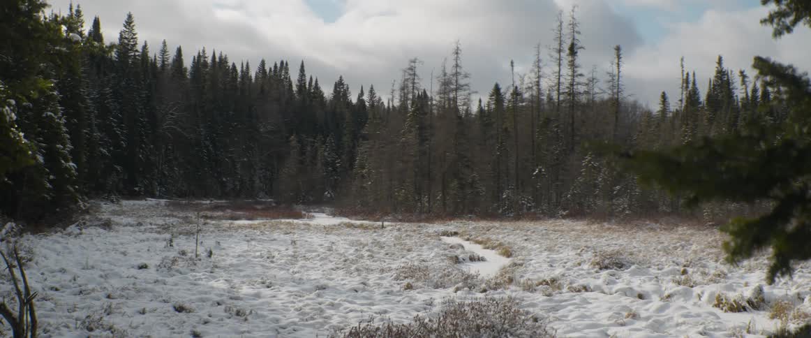 A slow zoom out shot reveals a serene, snowy marsh bordered by a dense evergreen forest on a cold winter day