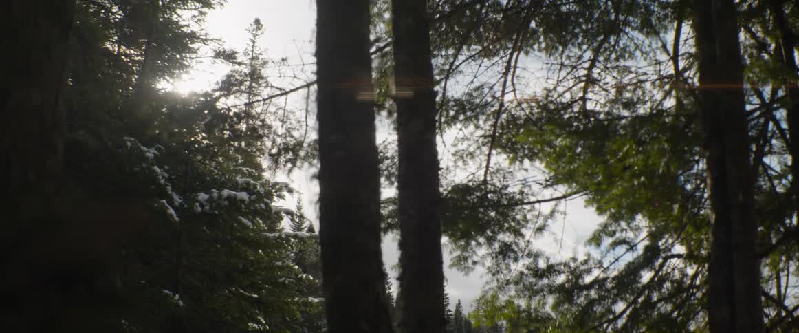 Sunlight filters through silhouetted evergreen trees in a snowy winter forest as the focus slowly changes