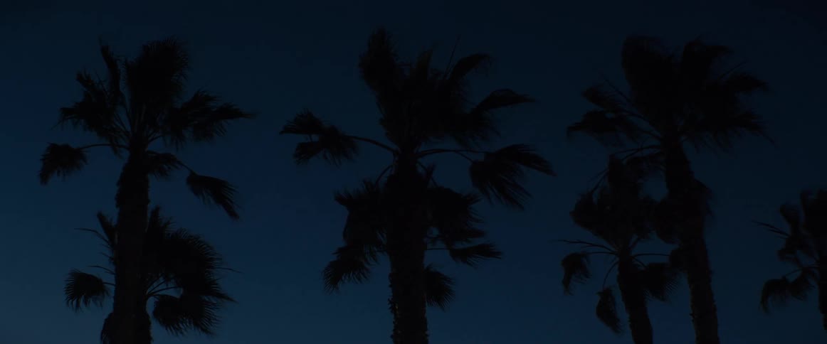 Silhouettes of tall palm trees sway gently in the breeze against a dark blue night sky