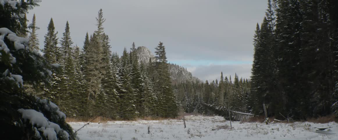 A peaceful winter scene shows a snow-covered meadow surrounded by a pine forest with a mountain rising in the distance