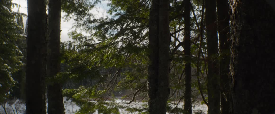 Light snow falls through sunlit evergreen trees in a quiet winter forest scene