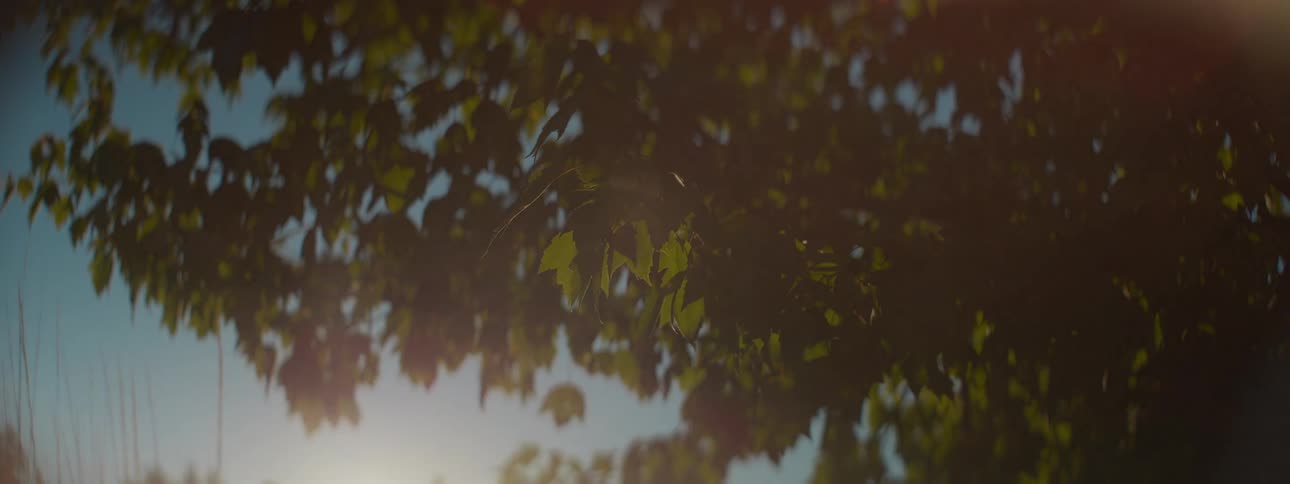 Bright sunlight filters through green tree leaves with a slow pull back revealing a beautiful lens flare