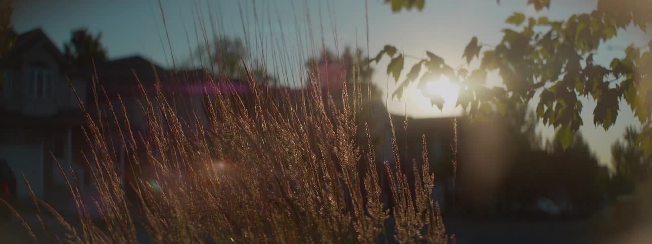 Warm sunset light filters through tall grass swaying in the breeze with a quiet suburban neighborhood in the background