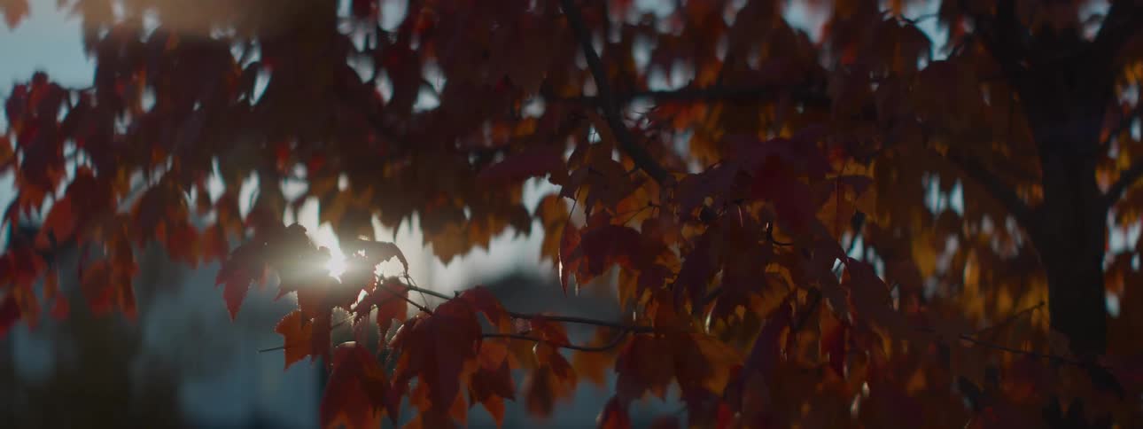 Close up of red autumn leaves on a tree branch with the sun flaring in the background