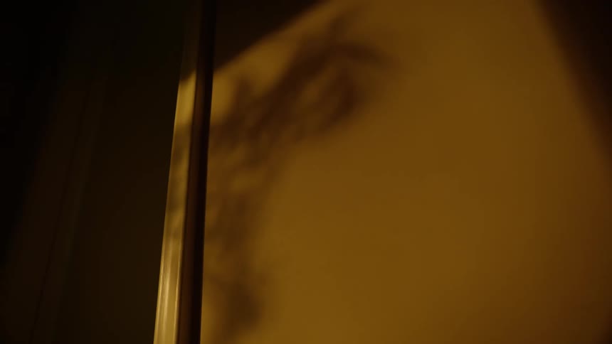 The subtle shadow of a plant moves gently on a warmly lit wall in a dark room