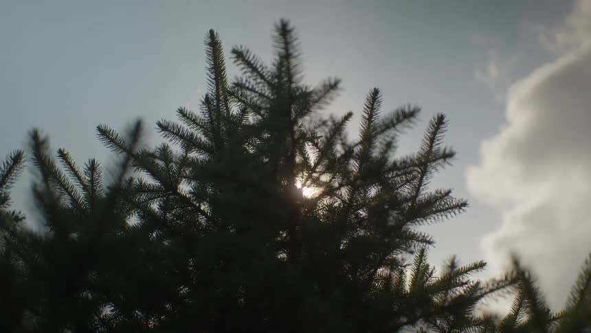 The sun peeks out from behind the branches of a silhouetted evergreen tree against a partly cloudy sky