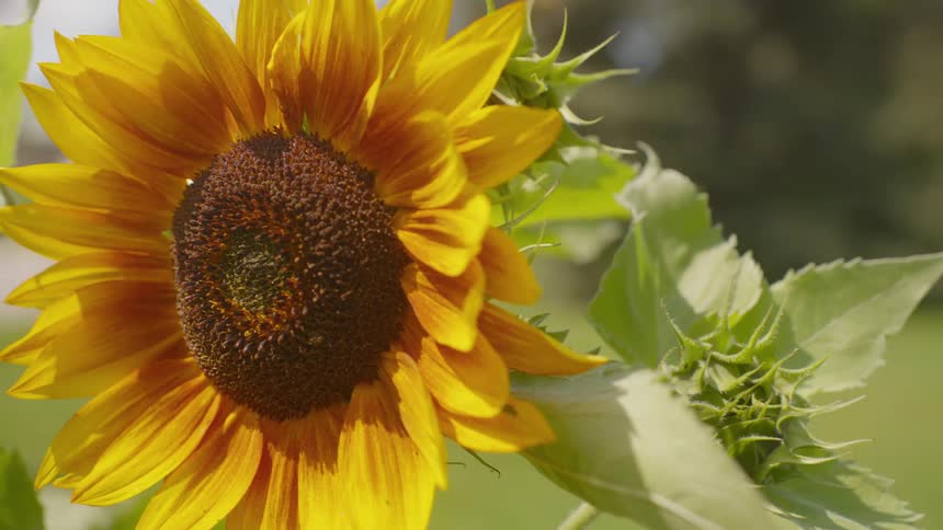 A detailed close-up shot of a beautiful sunflower basking in the summer sun as a bee flies by