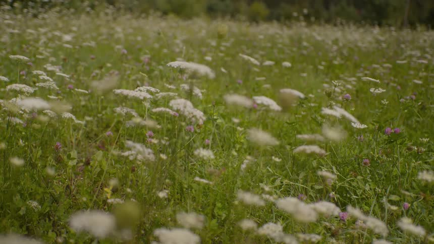 A field of white Queen Anne's Lace wildflowers sways in a gentle breeze in a lush green meadow