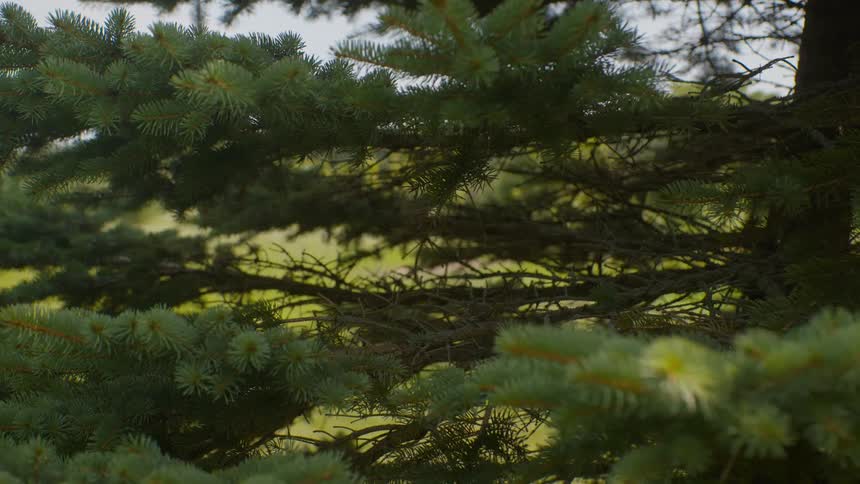 Close up of evergreen tree branches with a soft-focus green meadow in the background