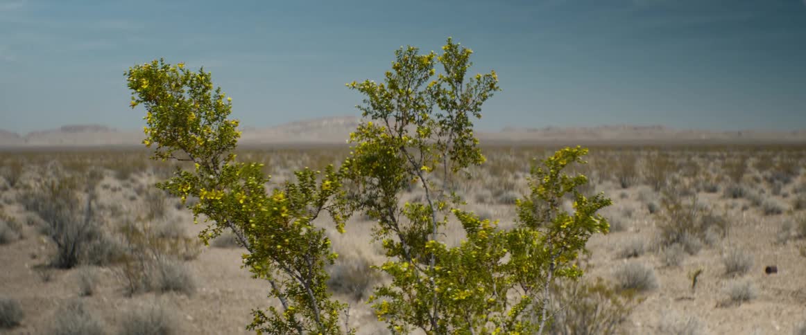 A yellow-flowered Creosote bush blows in the wind in the vast, arid Mojave Desert