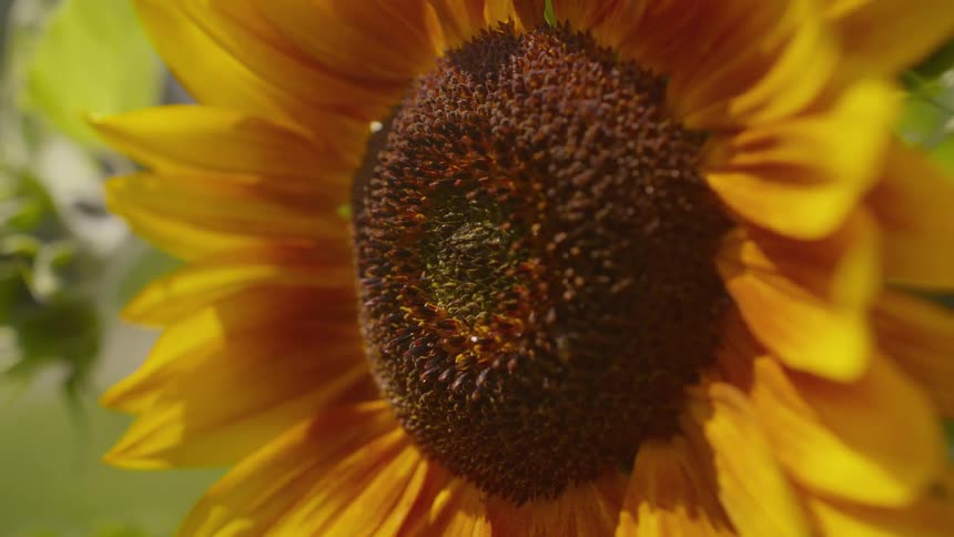 A detailed macro shot captures a vibrant yellow and orange sunflower basking in the bright summer sun
