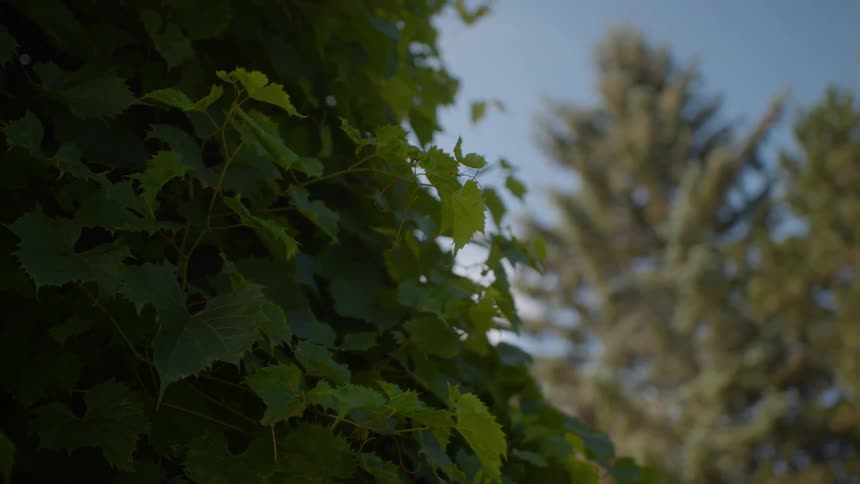 Close-up of vibrant green grape vine leaves blowing in the wind with tall trees and a blue sky in the background